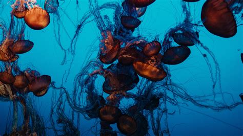 Wallpaper Jellyfish Underwater World Tentacles Water Swimming Hd