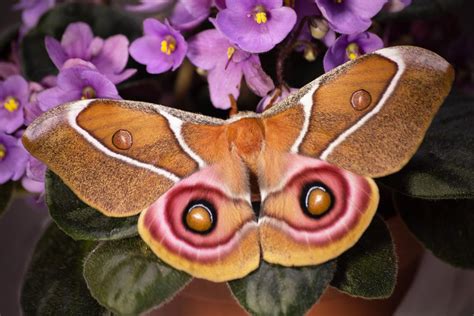 Deaf Moths Use Commercial Grade Noise Cancelling To Dodge Hungry Bats