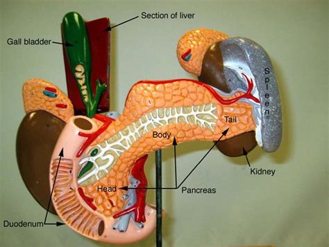 Human Liver Pancreas And Duodenum Anatomical Model Medical Anatomy Life Size Deeyah