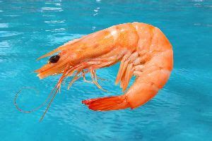 DEVI FISHERIES LIMITED Manufacturer Of Shrimp From Visakhapatnam India