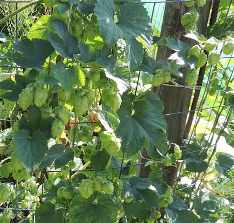 How To Grow Hops Plants At Home For Making Beer The Gardener Net