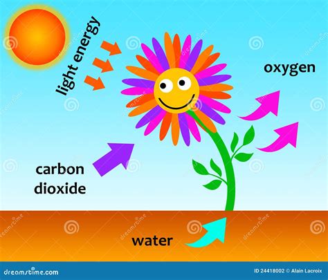 Get 38 View Photosynthesis Clipart Pictures Vector