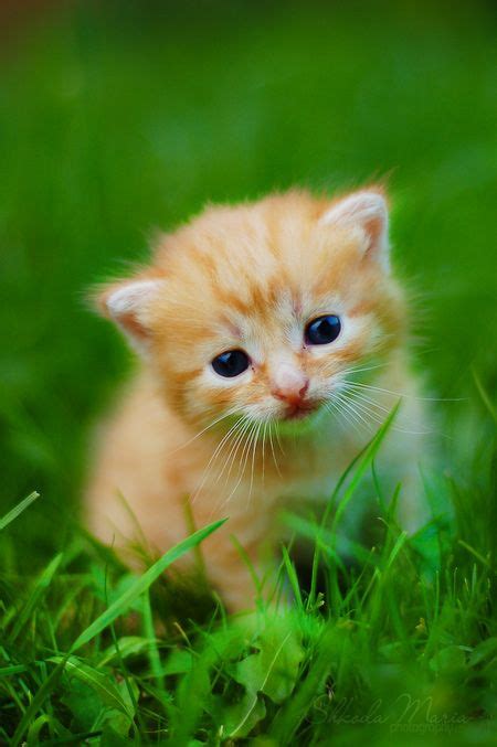 Animals Archives Cute Little Kittens Kittens Cutest Baby Cats