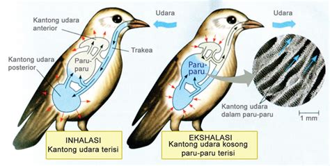 Sistem saraf pada manusia terdiri dari sel saraf yang biasa disebut dengan neuron dan sel neuroglial. Alat dan Sistem Pernapasan pada Beberapa Jenis Hewan ...