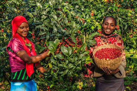 The Role Of Women In The Ethiopian Coffee Industry