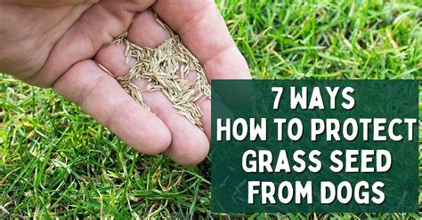 7 Ways How To Protect Grass Seed From Dogs Dog Endorsed