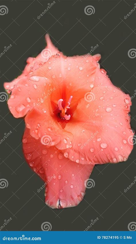 Beautiful Orange Gladiolus Flower After Rain Stock Image Image Of