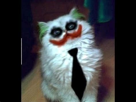 Just look at all these cats and kittens how they fail, behave, meow, spin, beg. Best CAT Memes of 2017 - YouTube