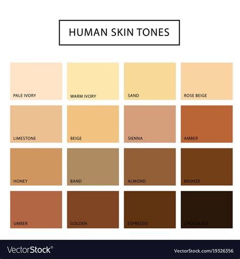 Human Skin Tone Set Royalty Free Vector Image Vectorstock Colors