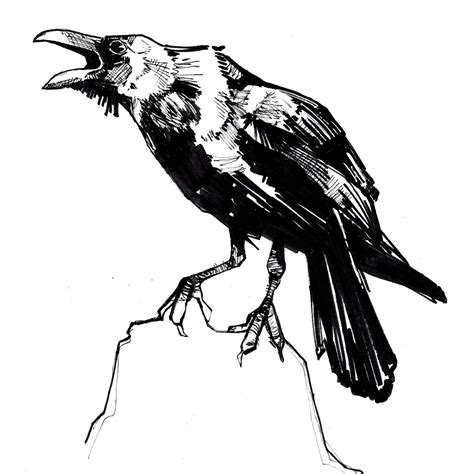 Westcoast Raven Ink Sketching Crows Drawing Ink Art Crow Art