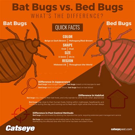 Learn The Difference Between Bed Bugs And Bat Bugs Check Out