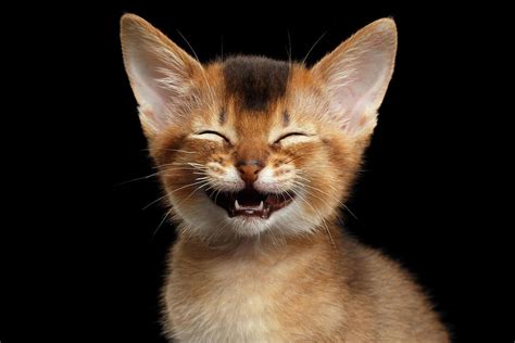 Laughing Kitten Photograph By Sergey Taran Pixels