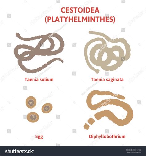Diagram Depicting Flatworms Types Parasites Tapeworm стоковая