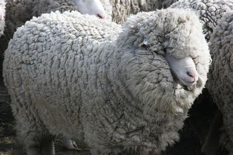 Daniel 7:9 i beheld till the thrones were cast down, and the ancient of days did sit, whose garment was white as snow, and the hair of his head like the pure wool: Black Messiah