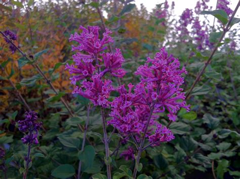 Lilac Bloomerang Purple 3g Syringa X ‘penda Pp 20575 Lathams