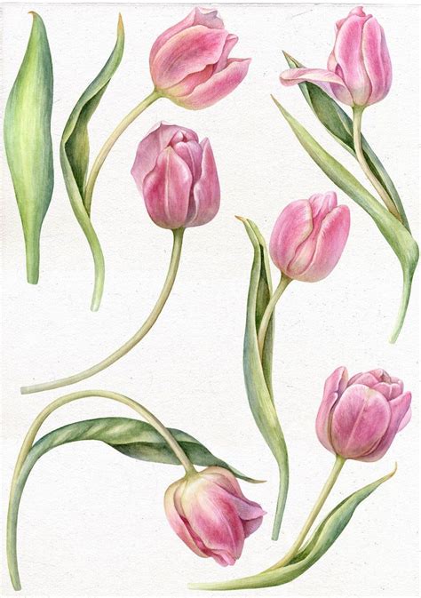 Tulips Art Watercolor Tulips Pink Tulips Tulips Flowers Spring