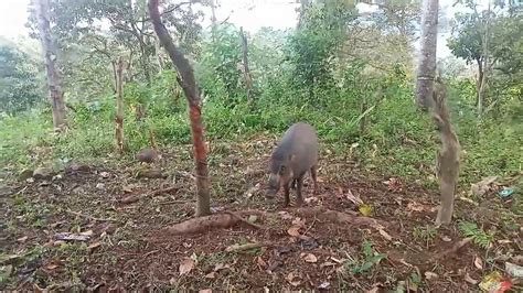 Jerat Babi Hutan Dapat Babi Hutan Yang Jinak Youtube
