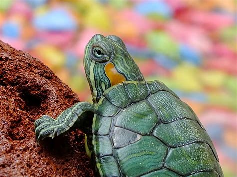 270 Best Names For Pet Turtles And Tortoises Petshoper
