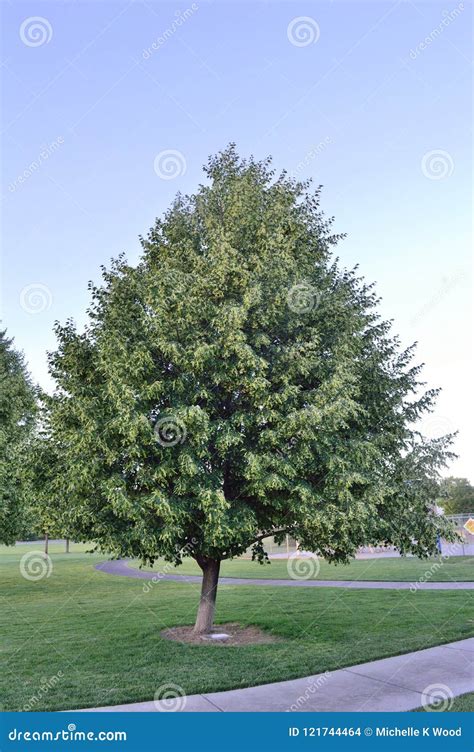 Glenleven Linden Tree Foto De Stock Imagem De Crescimento 121744464