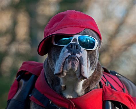 Dog Sunglasses Best Sunglasses For Dog Review Dogsrecommend