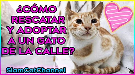 Cómo Rescatar Y Adoptar Un Gato De La Calle Siamcatchannel Youtube