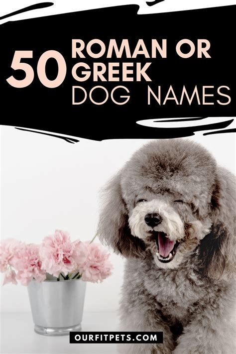 50 Roman Or Greek Dog Names Our Fit Pets In 2021 Dog Names Dogs