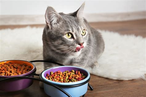 Before i knew about the importance of quality food for cats, that they need well, lots of tests later, lots of money later. How Much Should I Feed My Cat? | Canna-Pet®