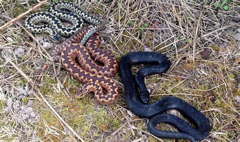 Adder Warning Poisonous Snakes With The Power To Kill Pets Sweep