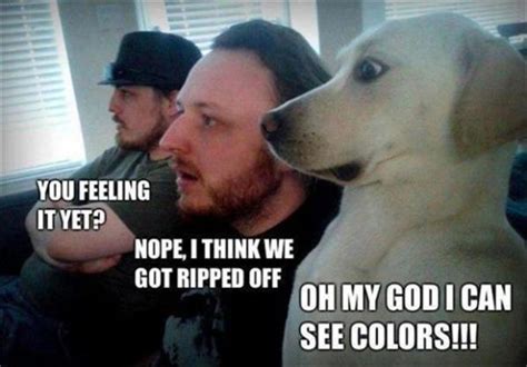 20 Really Funny Pictures Of Dogs Entertainmentmesh