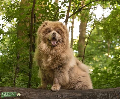 Lilac Merle Chow Chow Stud Dog In Doncaster United Kingdom Breed