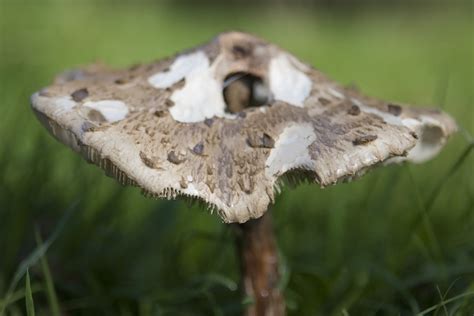 Wild English Forest Mushrooms Growing In Autumn Free Photo Download