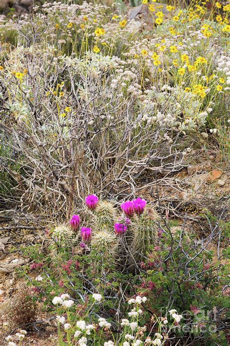 Desert Wildflowers In Bloom Photograph By Mike Cavaroc Fine Art America