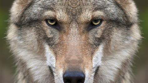 Wolf Animals Nature Closeup Face Wallpapers Hd Desktop And Mobile