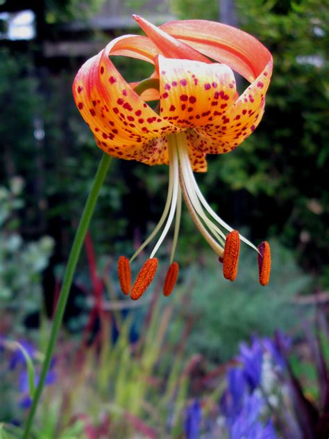 Drystonegarden Blog Archive Leopard Lily For Bloom Day