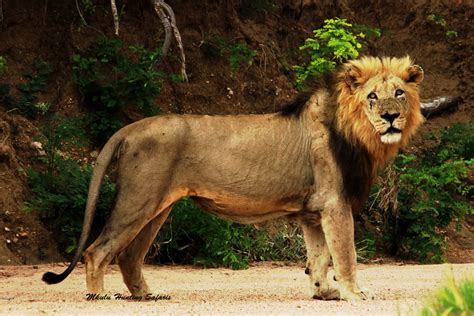 242,142 likes · 136 talking about this. African lion hunting safari packages South Africa with ...
