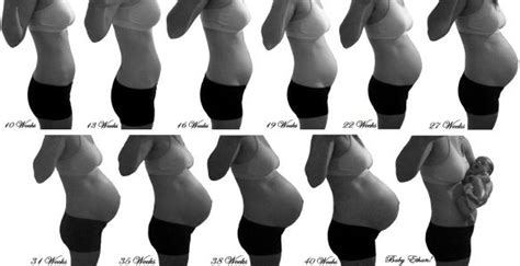 Pregnancy Belly Progression Maternity Baby Bump Pregnancy Progression Photo Baby Bump