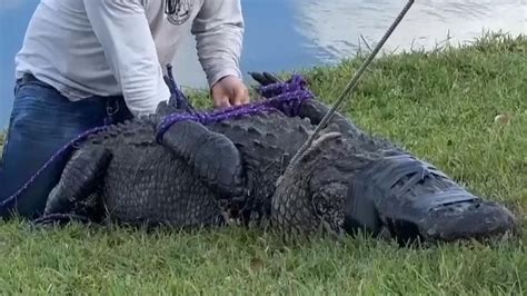 Alligator That Killed 85 Year Old Woman Captured In Florida Us News