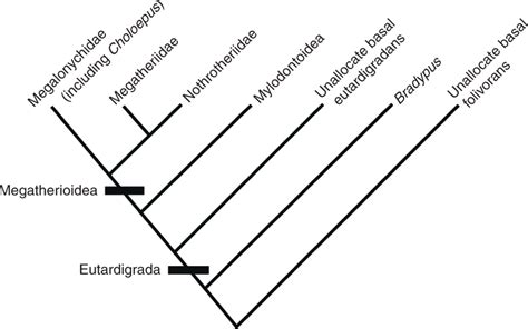 Phylogenetic Relationships Among Major Folivoran Taxa Based On