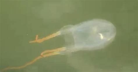 Deadly Box Jellyfish Found In New Jersey