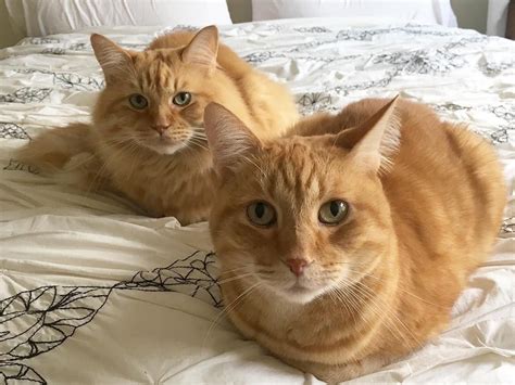 Images courtesy of janelle shane, emma schuler davis, nicole though we might never know why cats do most of the things they do, at least we understand that a) cats loaf for a good reason, and b) it makes their. Why do cats sit in the bread loaf position? It's a ...