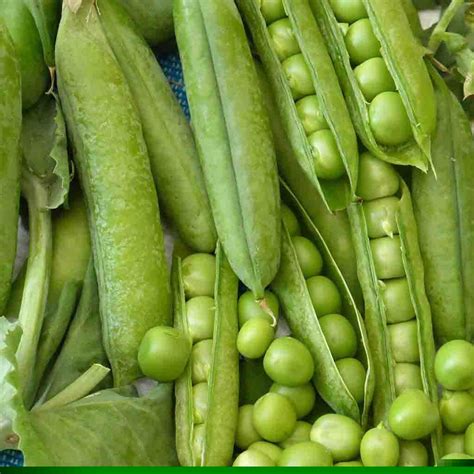 How To Grow Little Marvel Peas Very Aware
