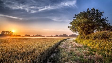 Download 1920x1080 Sunset Wheat Field Tree Sky Scenery Fog