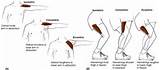 Pictures of Muscle Contraction Exercises