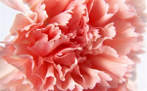 Pink Carnation Flower Carnation Petal Pink Hd Wallpaper Peakpx