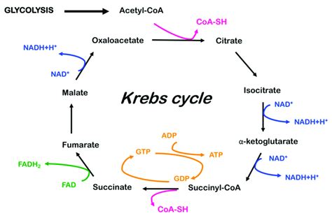 Schematic Representation Of The Tricarboxylic Acid Cycle Or Krebs Cycle