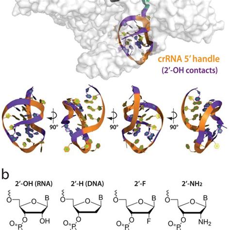 Structural Overview Of AsCas12a Ribonucleoprotein Complex The CrRNA 5