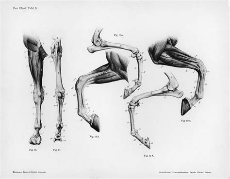 Horse Anatomy By Herman Dittrich Front Legs Projects To Try Horse