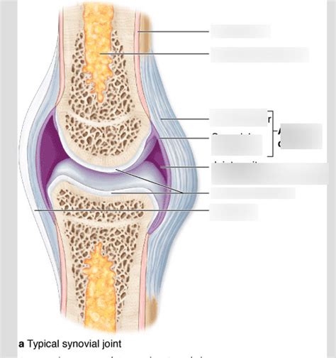 Types Of Synovial Joints Synovial Joint Diagram Quizlet