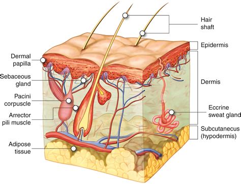 I shave my hair regularly and they are not ingrown hairs, just. Hair and Nails | Anatomy and Physiology I