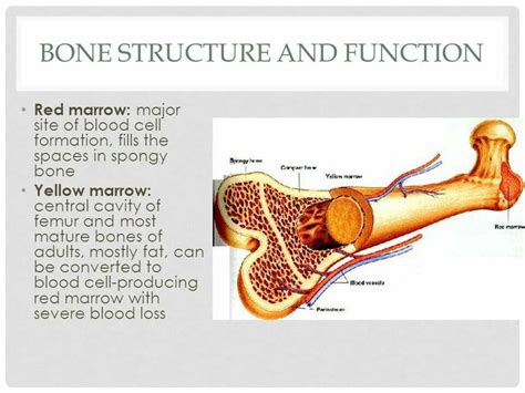 The Structure Of A Bone And Its Structures